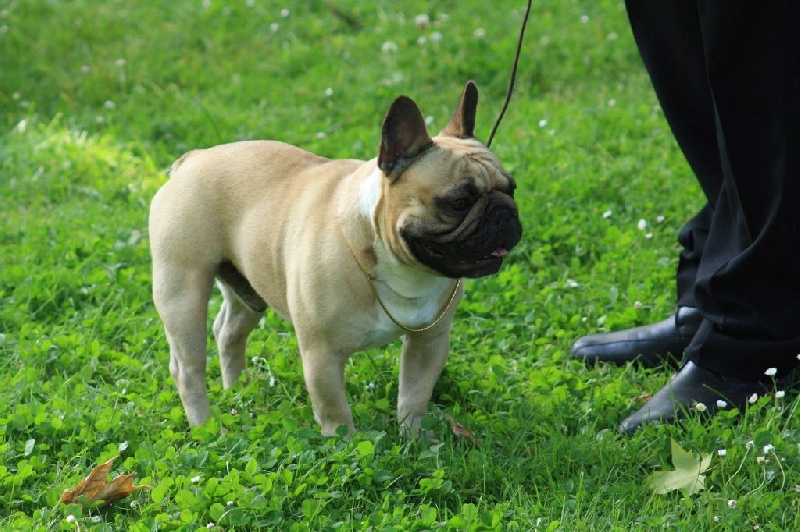 Héraclès de la flamme de chanel (Sans Affixe) - 2ème exc Rcacs