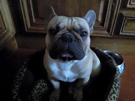 Héraclès de la flamme de chanel (Sans Affixe) - 3 ème excellent