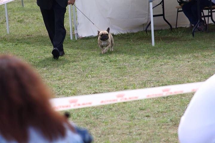 Héraclès de la flamme de chanel (Sans Affixe) - 1 er exc cacs ouverte