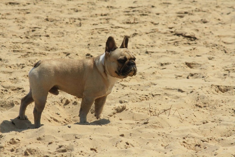 Héraclès de la flamme de chanel (Sans Affixe) - 1 er excellent RCACS classe intermediaire