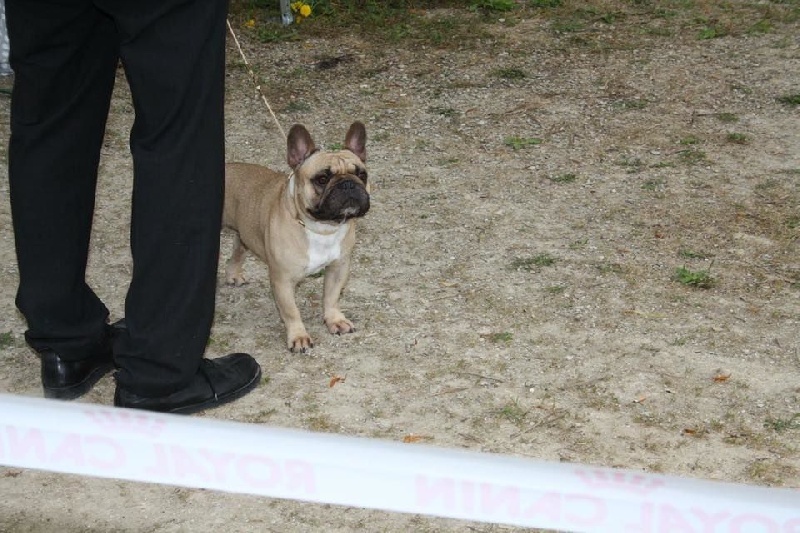 Héraclès de la flamme de chanel (Sans Affixe) - 1er excellent CACS , meilleur de race , ring d'honneur