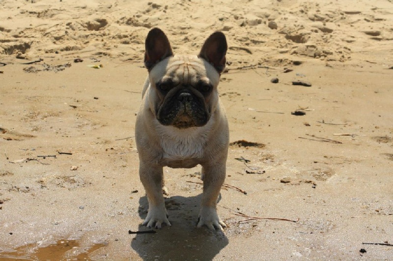 Héraclès de la flamme de chanel (Sans Affixe) - 1 er excellent CACS classe intermediaire