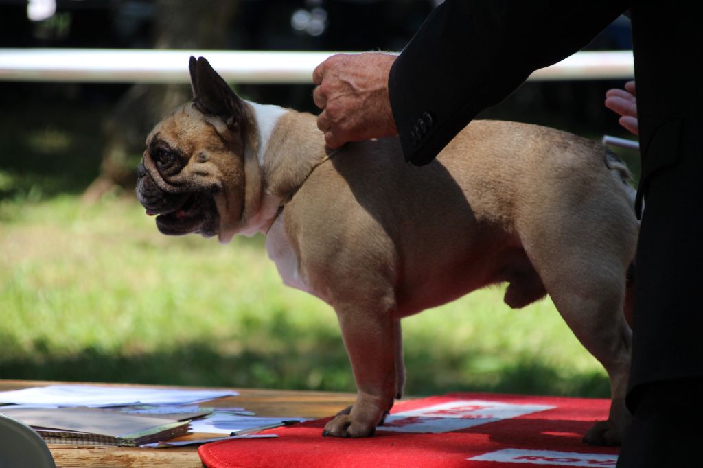 Héraclès de la flamme de chanel (Sans Affixe) - 2ème excellent rcacs