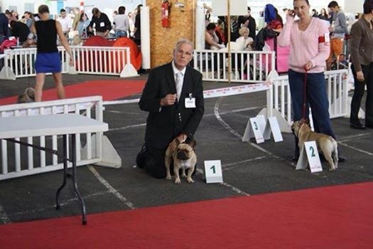 Héraclès de la flamme de chanel (Sans Affixe) - 1 er excellent CACS