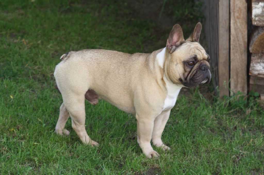 Héraclès de la flamme de chanel (Sans Affixe) - 3ème excellent ouv