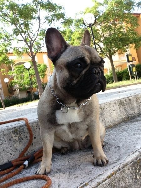 Hoh bal masqué ohé ohé de Dalton Family Passion - très bon