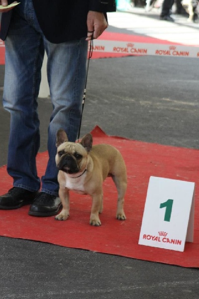 Héraclès de la flamme de chanel (Sans Affixe) - 1 er excellent en classe jeune MEILLEUR JEUNE DE LA RACE