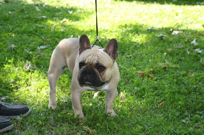 Héraclès de la flamme de chanel (Sans Affixe) - 2 ème excellent intermediaire + RCACS