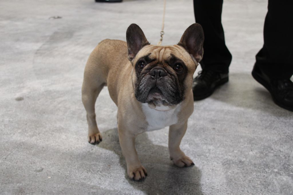 Héraclès de la flamme de chanel (Sans Affixe) - 4ème excellent ouverte