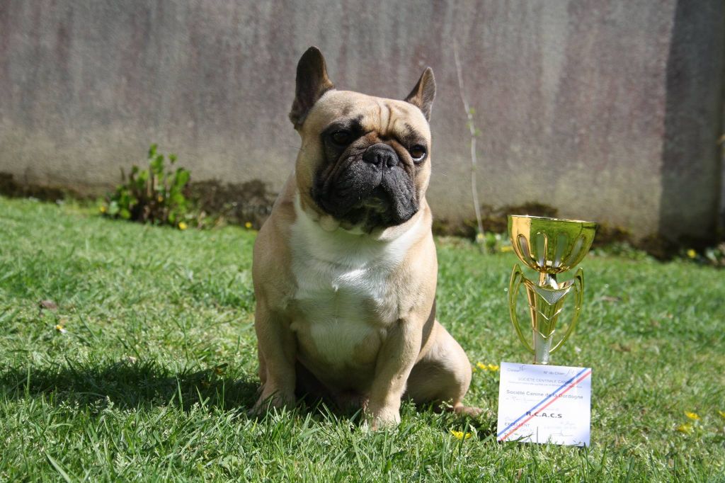 Héraclès de la flamme de chanel (Sans Affixe) - 2ème excellent et RCACS classe ouverte