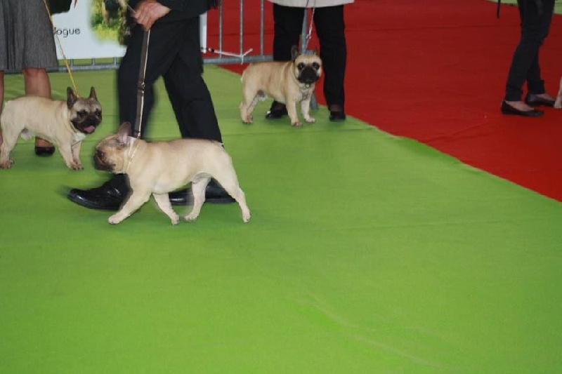 Héraclès de la flamme de chanel (Sans Affixe) - 4 eme excelent ouverte