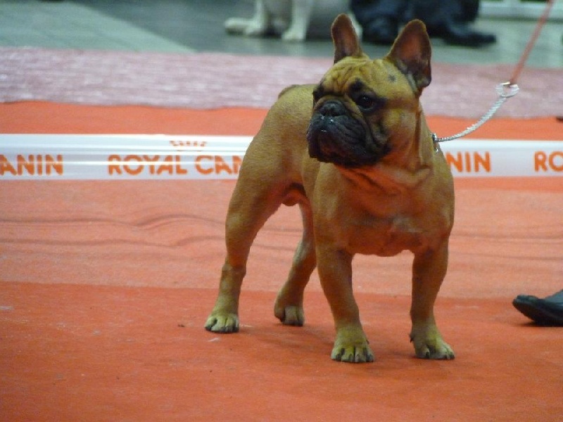 Emir le terrible de Dalton Family Passion - excellent ouverte