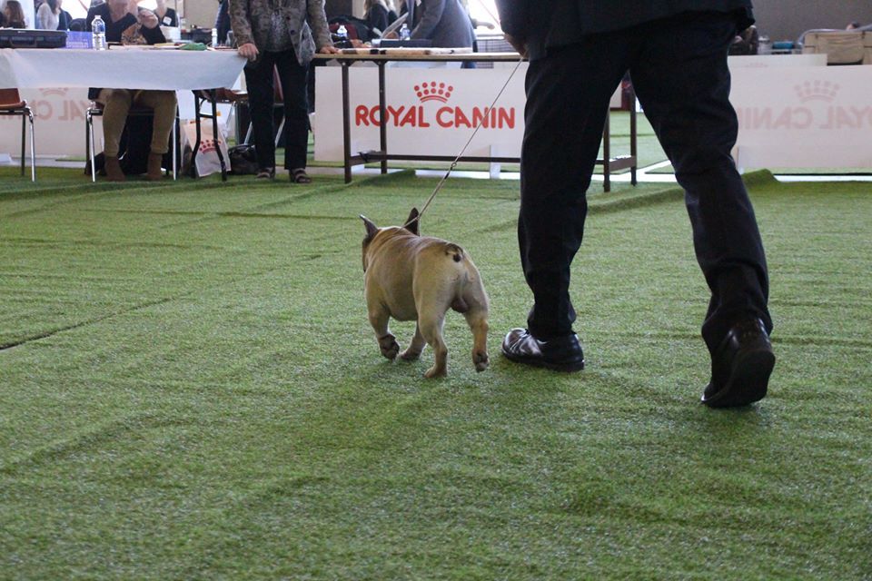 Héraclès de la flamme de chanel (Sans Affixe) - 2ième très bon