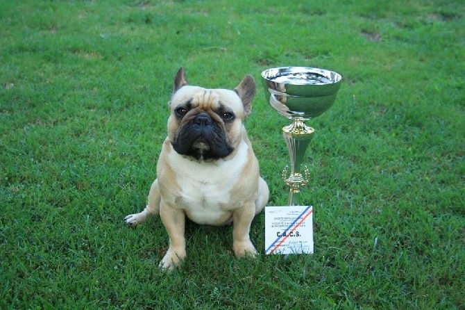 Héraclès de la flamme de chanel (Sans Affixe) - 1 er excellent CACS classe ouverte