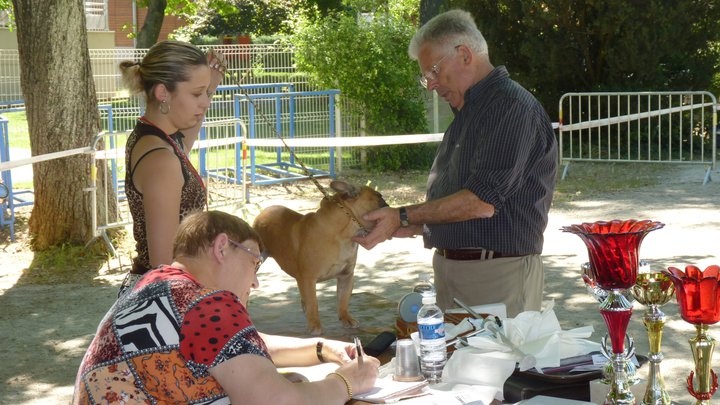 Emir le terrible de Dalton Family Passion - 1 er excellent CACS classe intermediaire