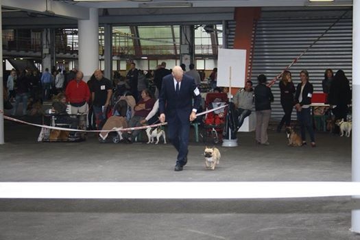 Héraclès de la flamme de chanel (Sans Affixe) - 3 eme excellent classe intermediaire