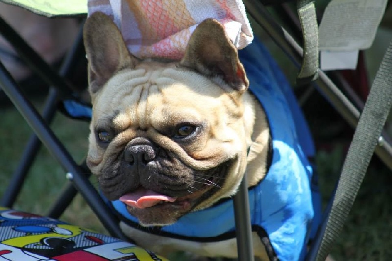 Héraclès de la flamme de chanel (Sans Affixe) - 2 eme excellent