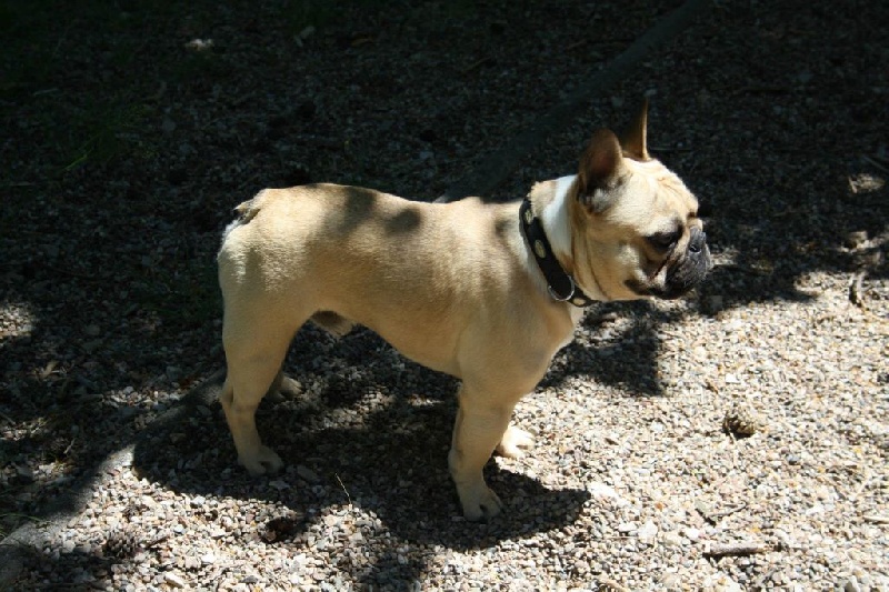 Héraclès de la flamme de chanel (Sans Affixe) - 1 er excellent en classe jeune MEILLEUR JEUNE DE LA RACE