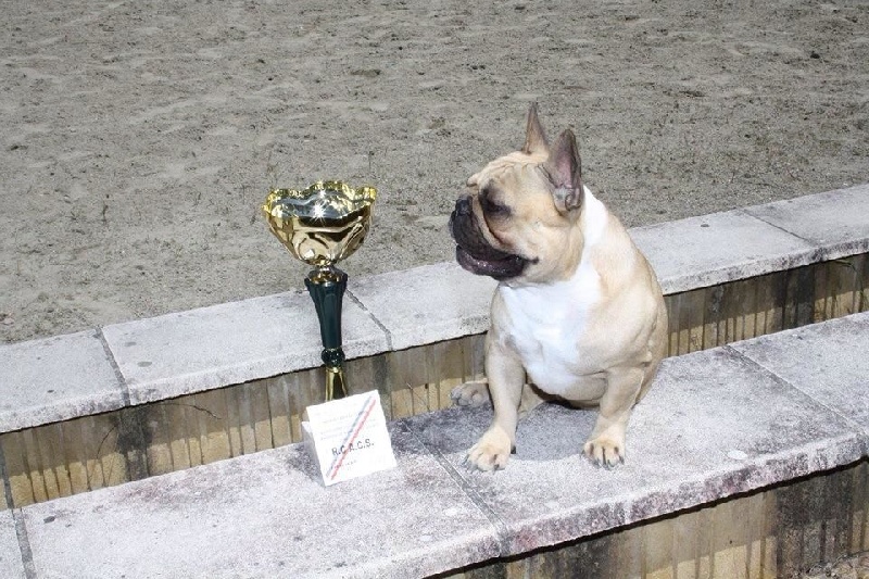 Héraclès de la flamme de chanel (Sans Affixe) - 1 er excellent RCACS classe intermediaire