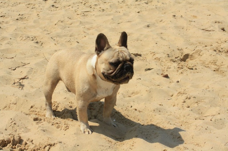 Héraclès de la flamme de chanel (Sans Affixe) - 4ème excellent inter