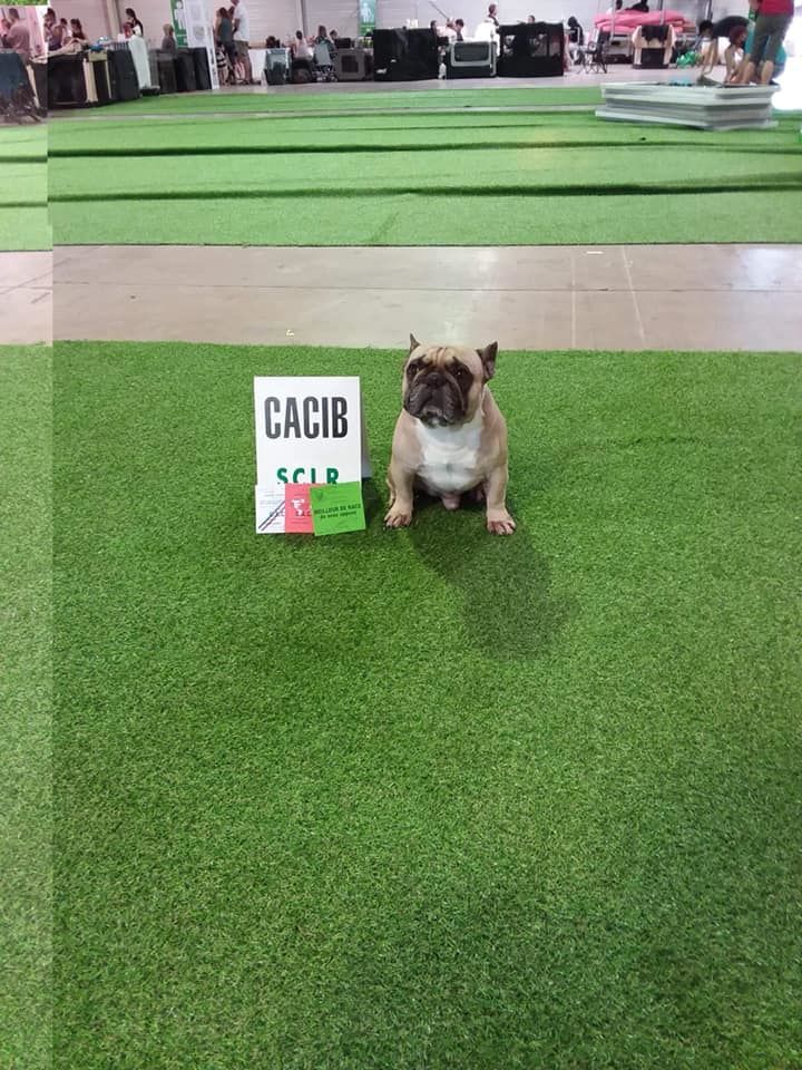 Héraclès de la flamme de chanel (Sans Affixe) - 1er EXCELLENT CACS - CACIB Meilleur de sexe opposé 1