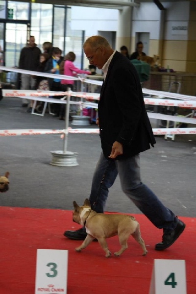 Héraclès de la flamme de chanel (Sans Affixe) - 1 ere excellent en classe jeune MEILLEURE JEUNE DE LA RACE