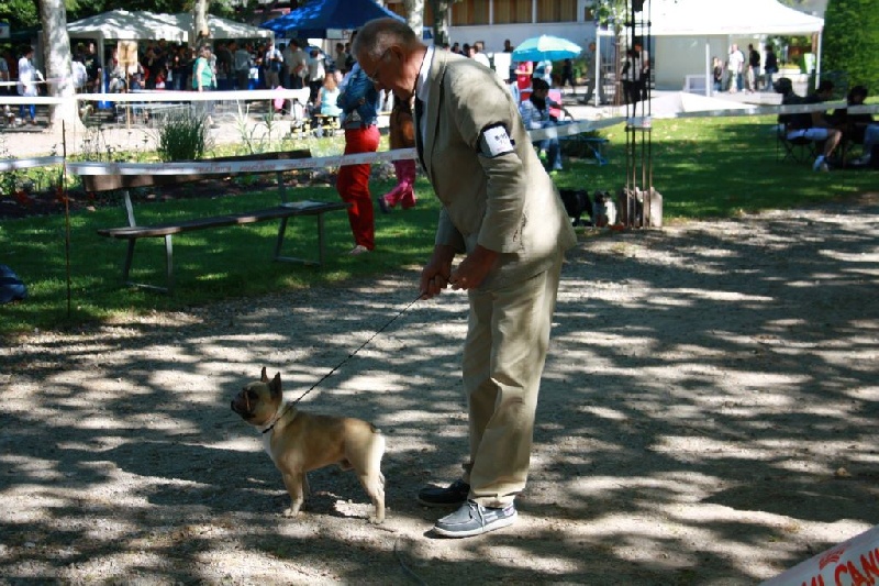 Héraclès de la flamme de chanel (Sans Affixe) - 1 er excellent en classe jeune MEILLEUR JEUNE DE LA RACE