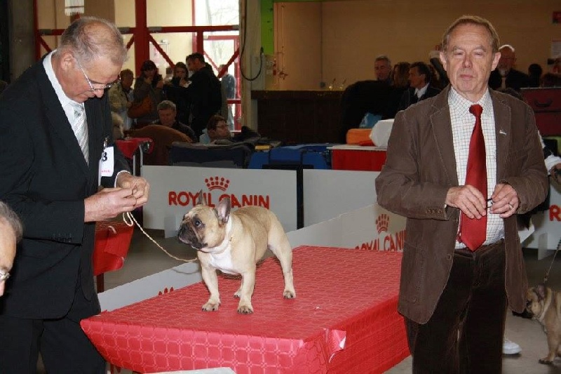 Héraclès de la flamme de chanel (Sans Affixe) - 1 er excellent CACS et meilleur de race sexe opposé ouvert