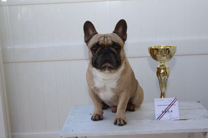 Héraclès de la flamme de chanel (Sans Affixe) - 1er excellent CACS