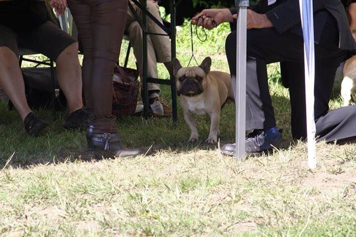 Héraclès de la flamme de chanel (Sans Affixe) - 4 eme excellent ouverte