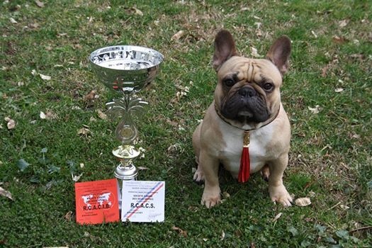 Héraclès de la flamme de chanel (Sans Affixe) - Rcacs+ Rcacib classe ouverte