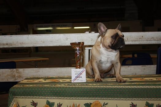 Héraclès de la flamme de chanel (Sans Affixe) - 1 er excellent CACS