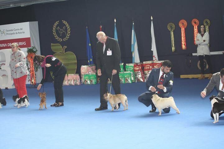 Héraclès de la flamme de chanel (Sans Affixe) - 1er excellent CACS CACIB et Meilleur de race
