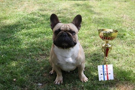 Héraclès de la flamme de chanel (Sans Affixe) - 1 er excellent + RCACS