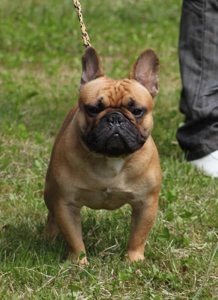 Emir le terrible de Dalton Family Passion - 1 er excellent ( sur 8 chiens ) classe ouverte males + TAN