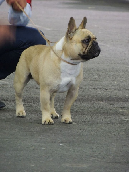 Héraclès de la flamme de chanel (Sans Affixe) - 1 er excellent CACS classe intermediaire