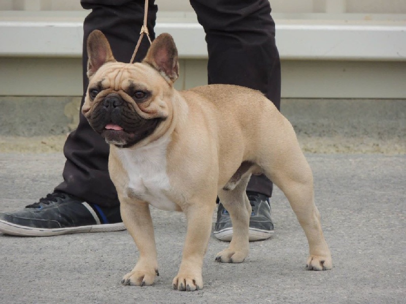 Héraclès de la flamme de chanel (Sans Affixe) - 1 er excellent CACS classe intermediaire