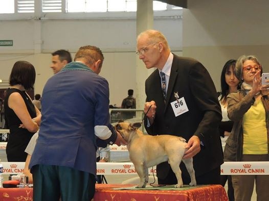 Héraclès de la flamme de chanel (Sans Affixe) - 1 er excellent + RCACS ouverte