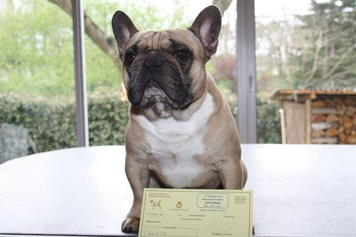 Héraclès de la flamme de chanel (Sans Affixe) - 1er excellent CACS