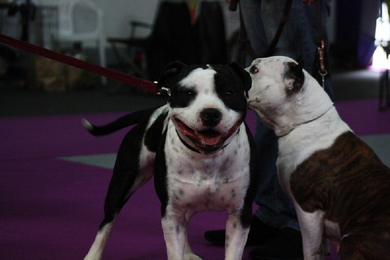 Flake amstaff attitude de la Griffe du Dragon - 1ier EXCELLENT CLASSE JEUNE MALE / MEILLEUR JEUNE / 1ier JEUNE DU 3ieme GROUPE