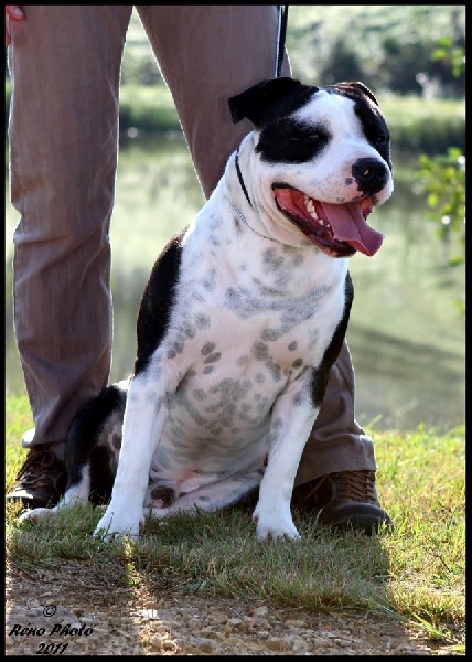 Flake amstaff attitude de la Griffe du Dragon - 2 IEME EXCELLENT CLASSE INTERMEDIAIRE MALE