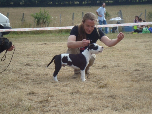 Flake amstaff attitude de la Griffe du Dragon - 1er SUPER PUPPY MALE TRES PROMETTEUR