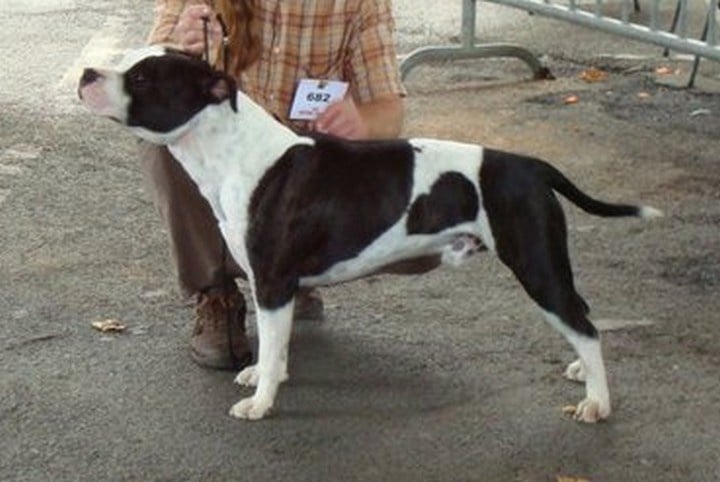 Flake amstaff attitude de la Griffe du Dragon - 1er EXCELLENT CLASSE INTERMEDIAIRE MALE