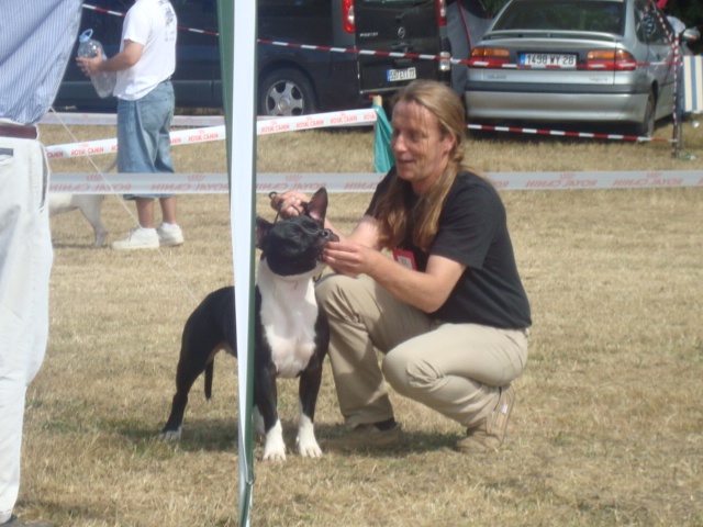 Amstaff Attitude E'little rascal elfy - 4 ieme T B