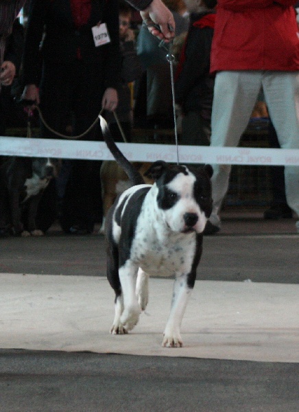 Flake amstaff attitude de la Griffe du Dragon - 2ime EXCELLENT CLASSE JEUNE MALE