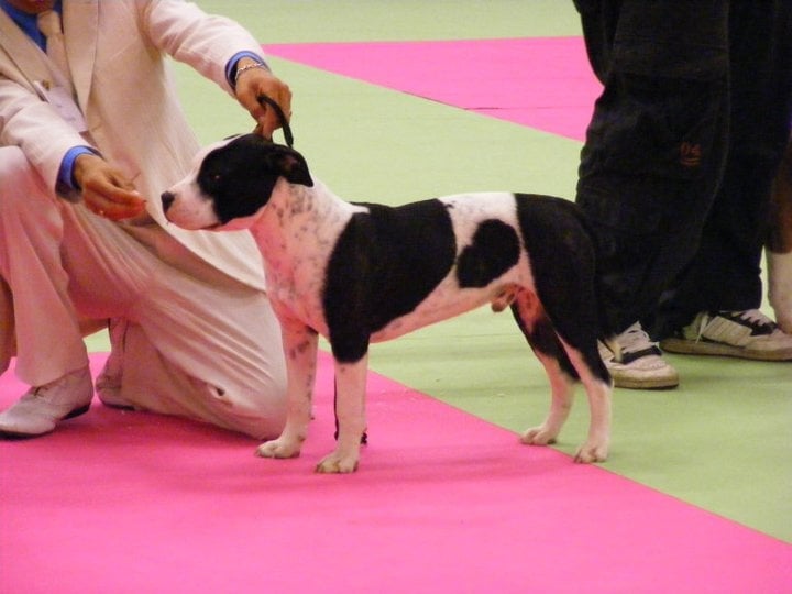 Flake amstaff attitude de la Griffe du Dragon - 1er SUPER PUPPY MALE TRES PROMETTEUR