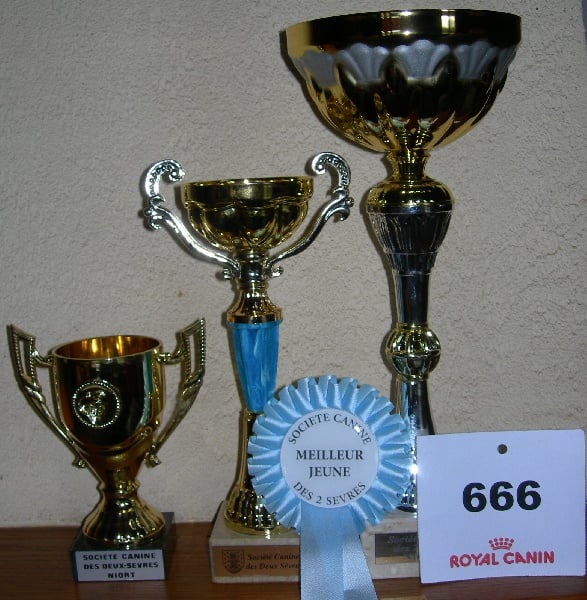 Flake amstaff attitude de la Griffe du Dragon - 1ier EXCELLENT CLASSE JEUNE MALE / MEILLEUR JEUNE / 3ieme JEUNE DU 3ieme GROUPE