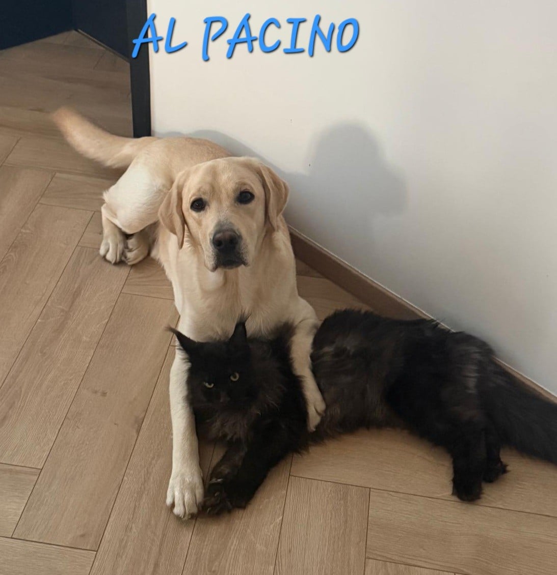 AL PACINO  du vallon de la licorne