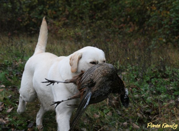 TR. CH. Ayka du vallon de la licorne