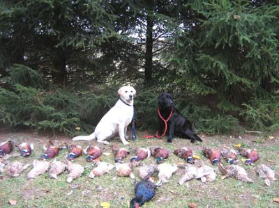 TR. CH. Ayka du vallon de la licorne